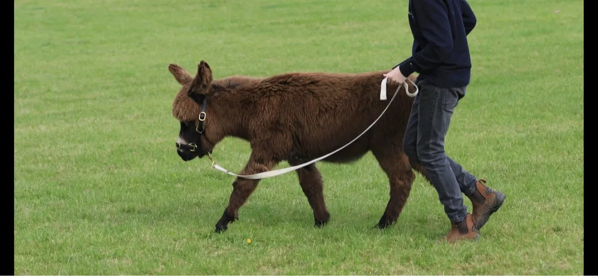 2026 Colt donkey - Image 1