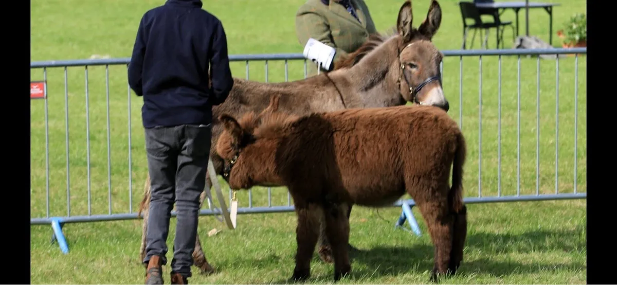 2026 Colt donkey - Image 2