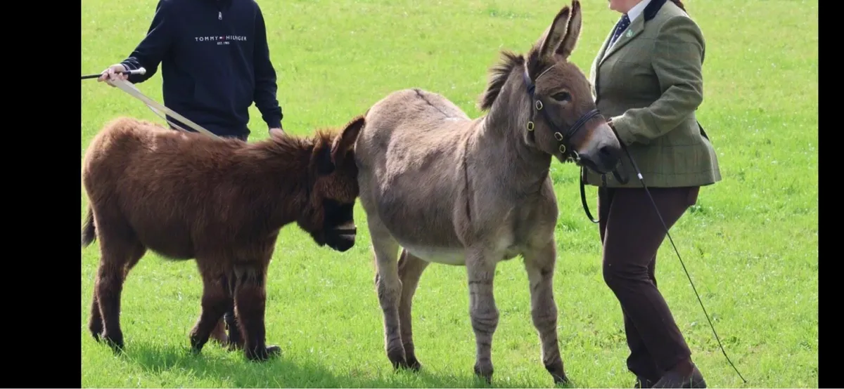2026 Colt donkey - Image 4