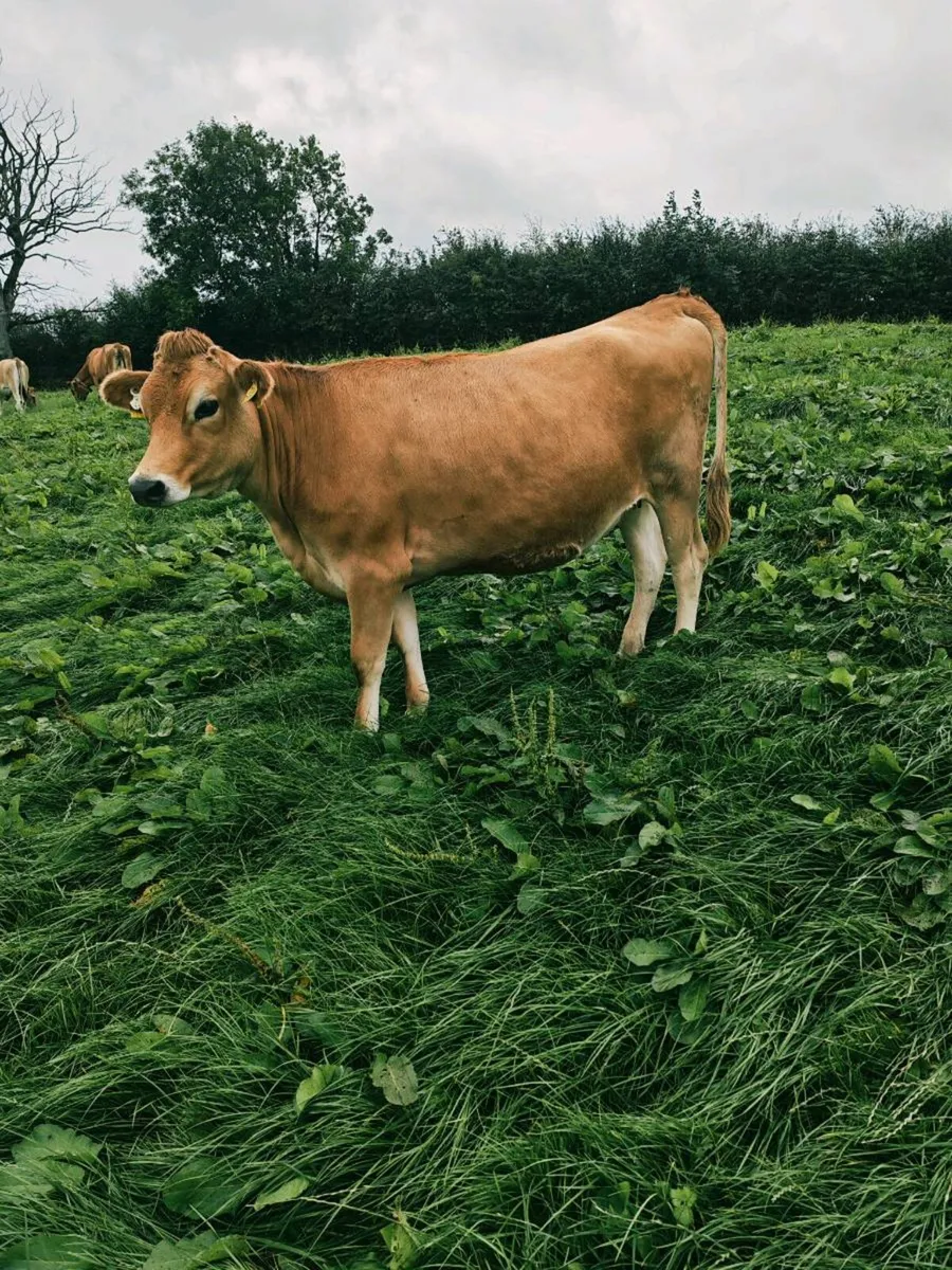In calf jersey heifers - Image 1
