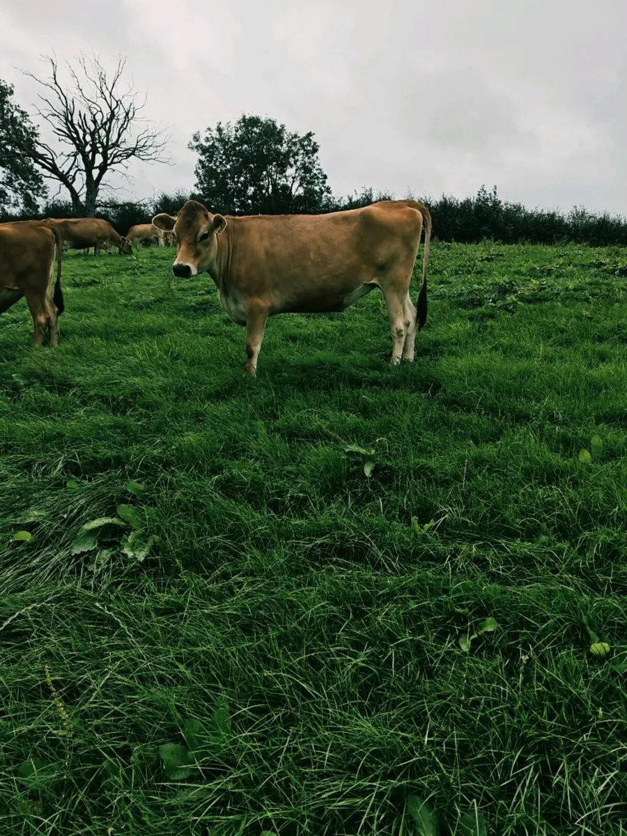 In calf jersey heifers - Image 4