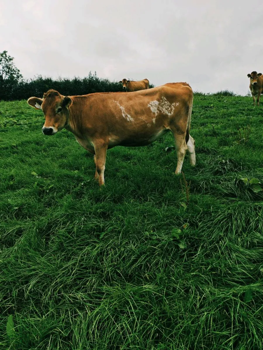 In calf jersey heifers - Image 2
