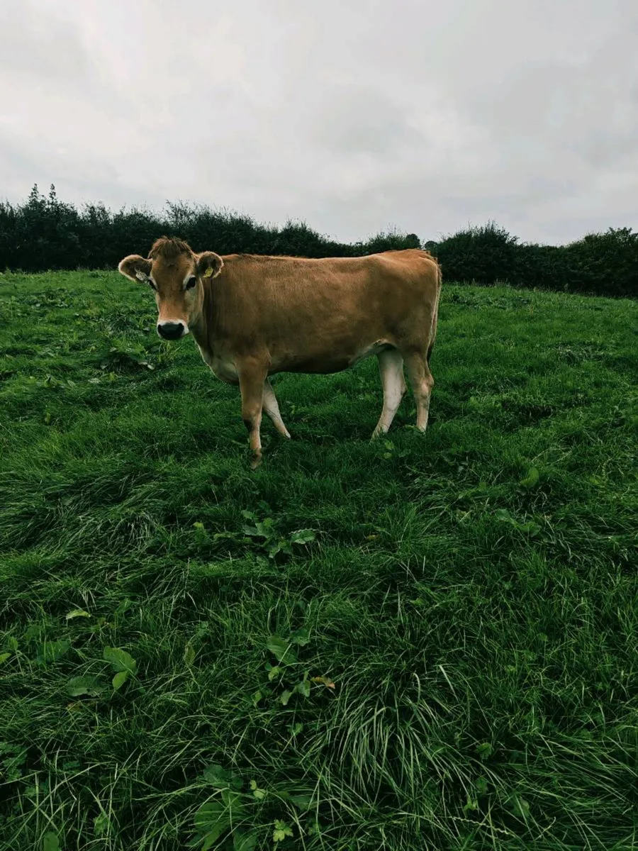 In calf jersey heifers - Image 3