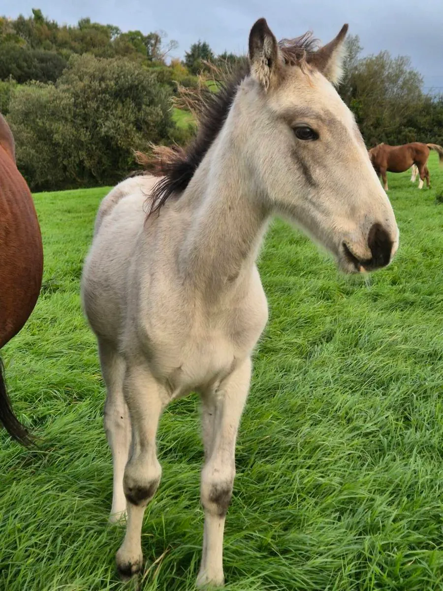 Dun colt foal
ISH X COB - Image 3