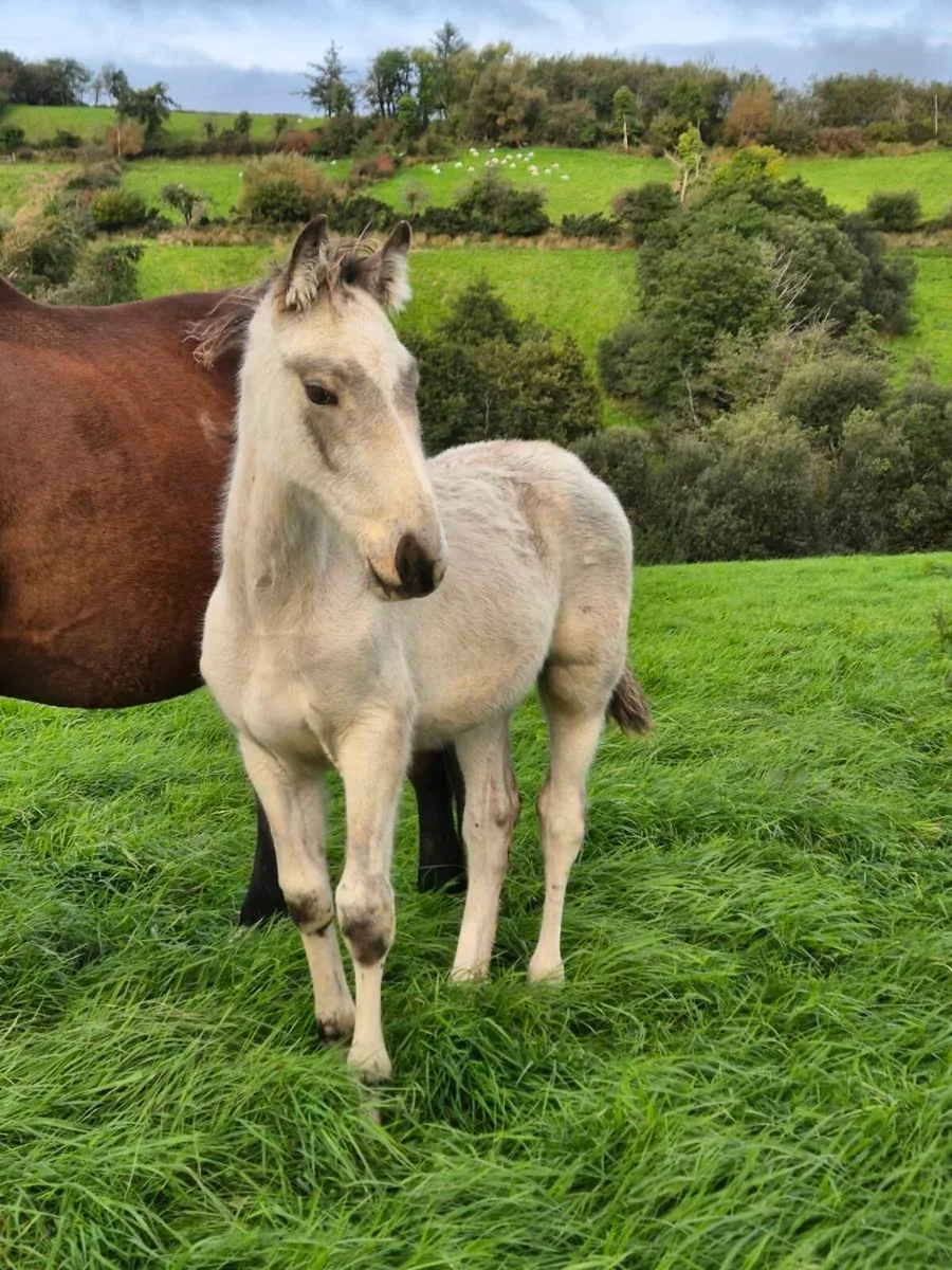 Dun colt foal
ISH X COB - Image 1
