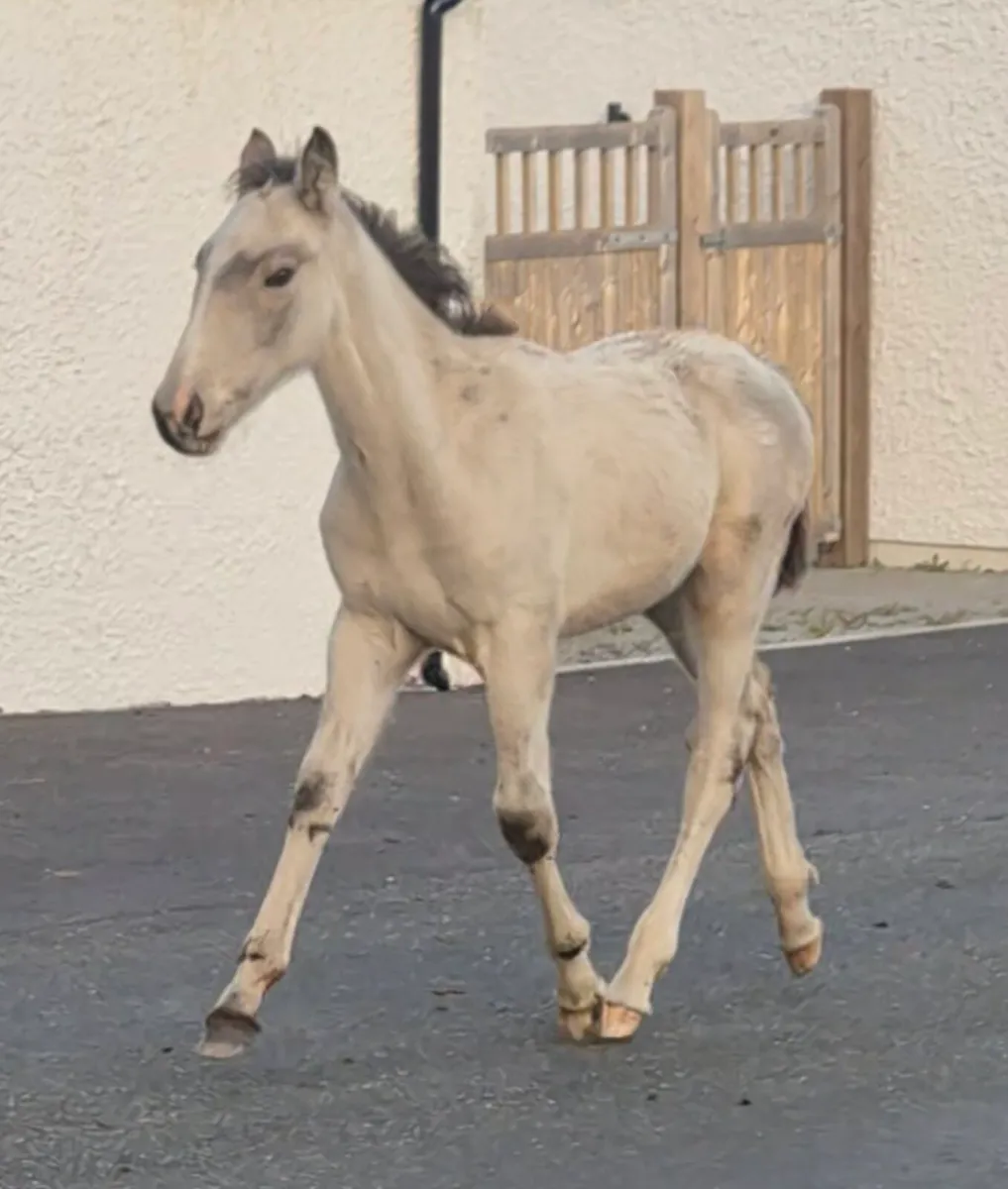 Dun colt foal
ISH X COB - Image 2