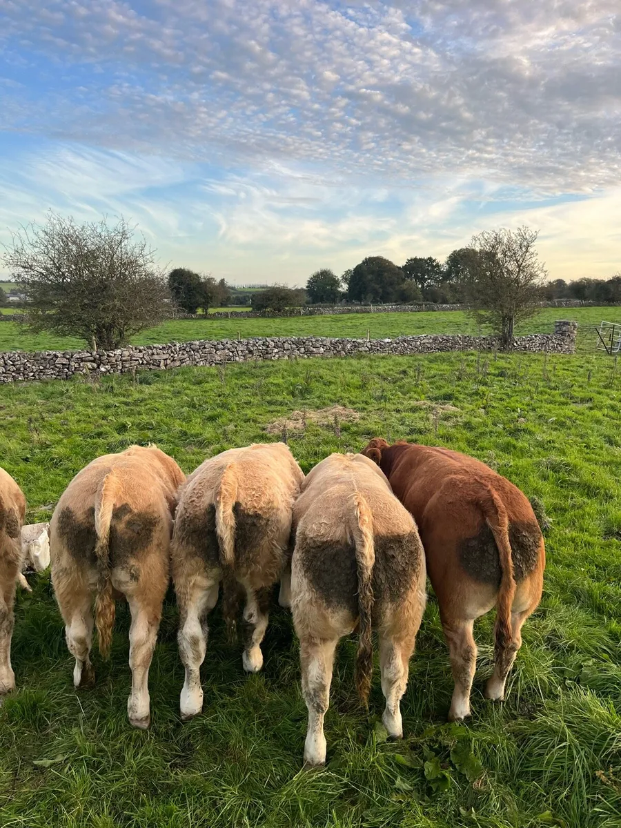 Weanling Bulls Roscommon Mart Tue Oct 6th - Image 2