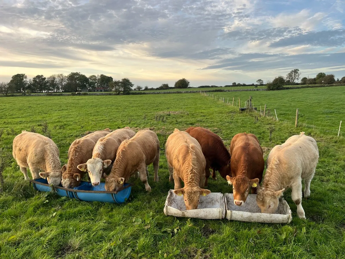 Weanling Bulls Roscommon Mart Tue Oct 6th - Image 3