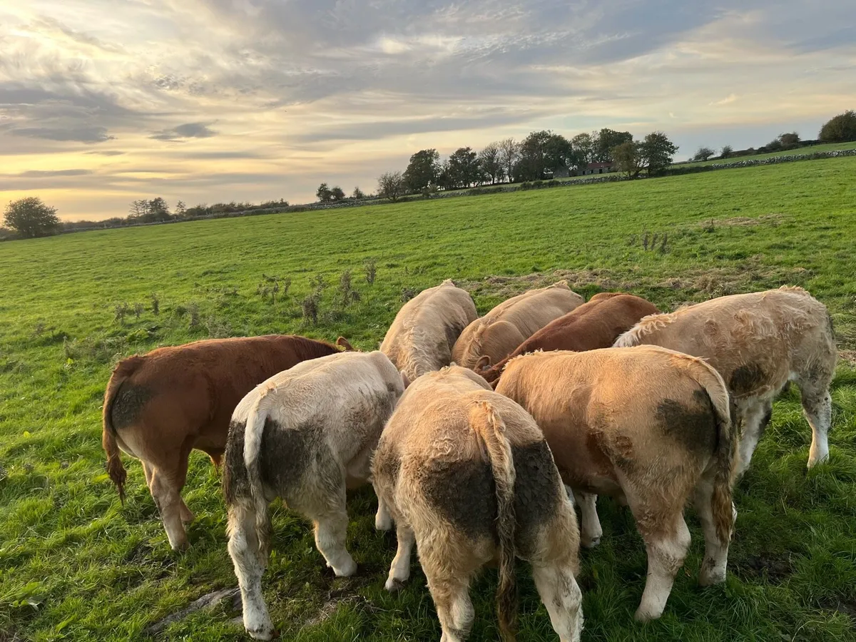 Weanling Bulls Roscommon Mart Tue Oct 6th - Image 4