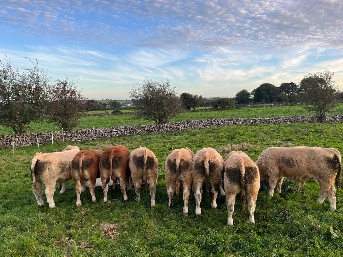 Weanling Bulls Roscommon Mart Tue Oct 6th - Image 1
