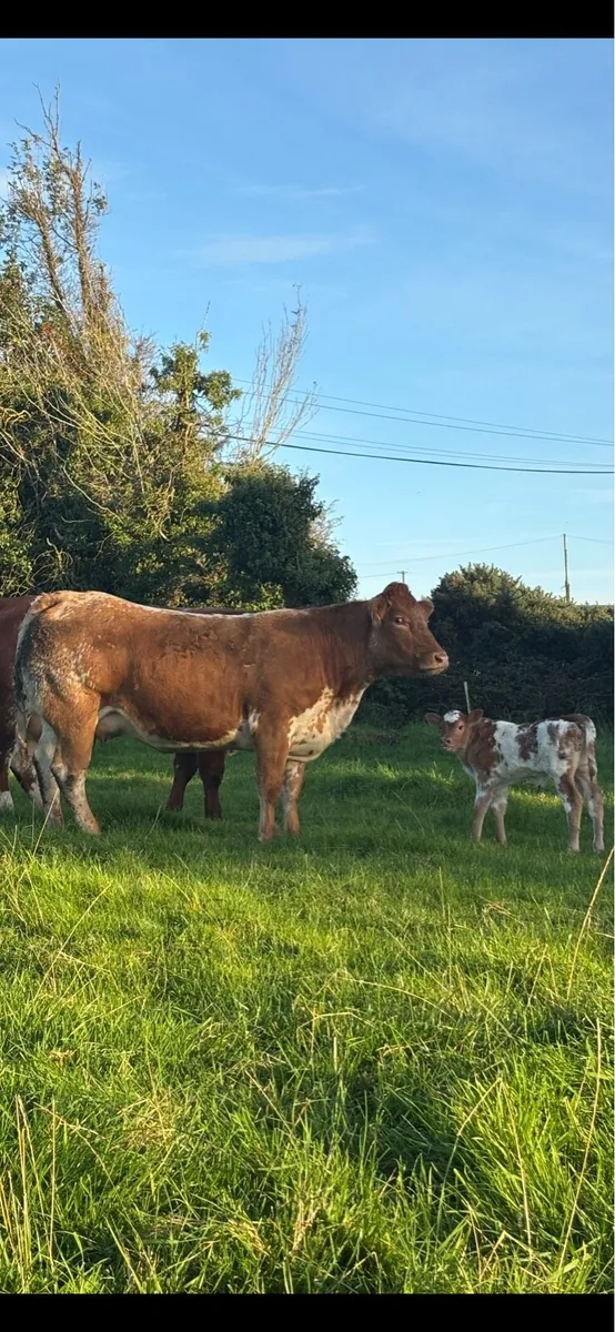 4 Star Genotyped heifer with stylish heifer calf - Image 4