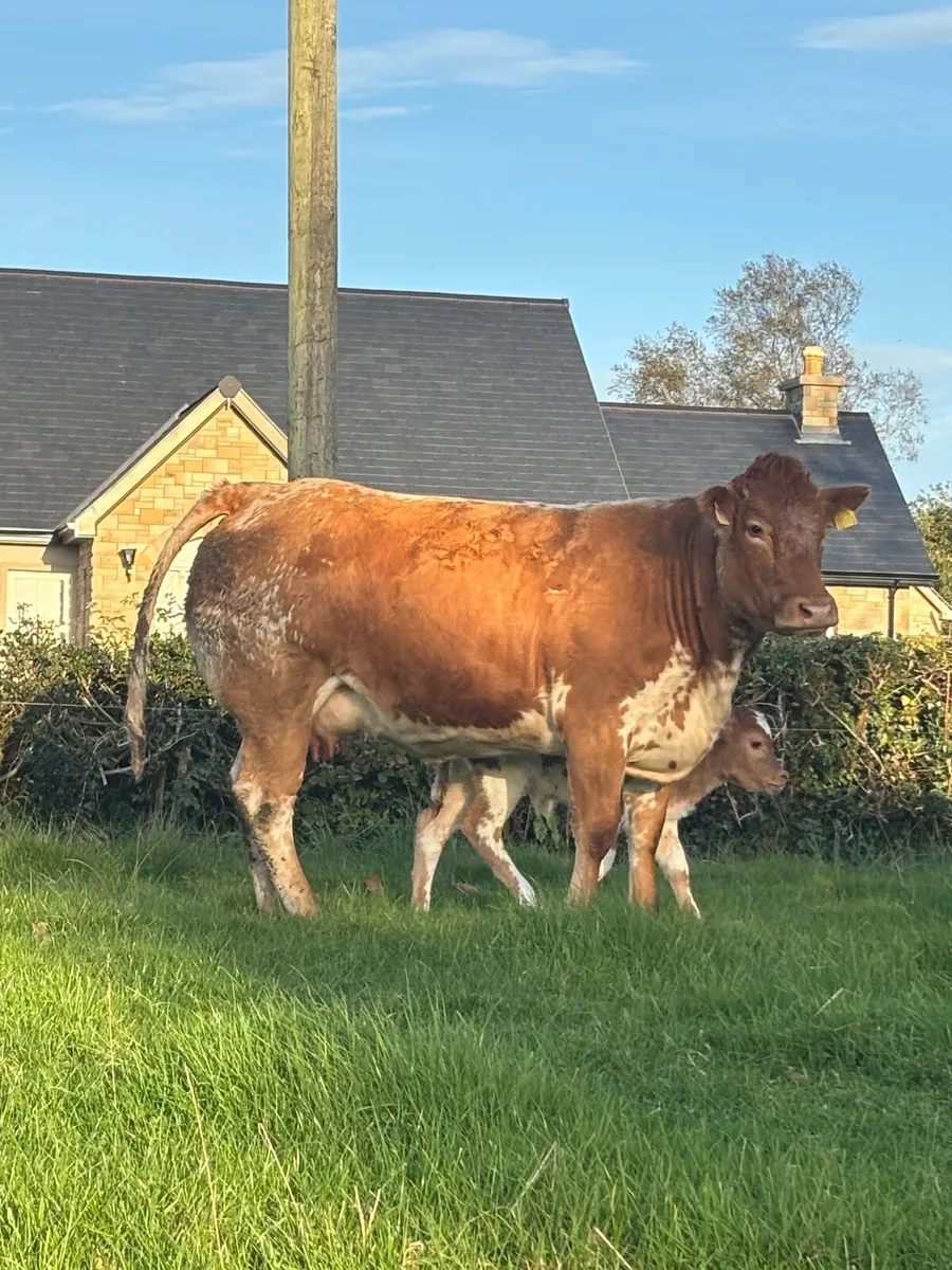4 Star Genotyped heifer with stylish heifer calf - Image 1