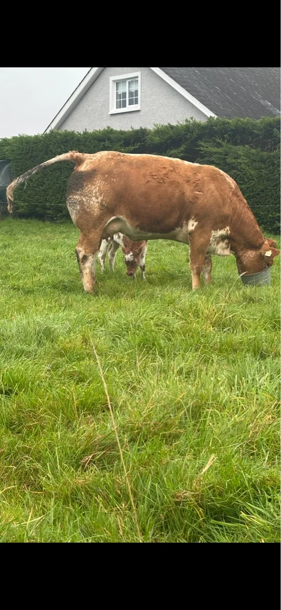 4 Star Genotyped heifer with stylish heifer calf - Image 3