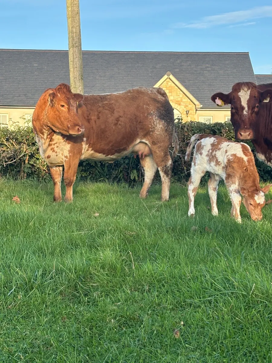 4 Star Genotyped heifer with stylish heifer calf - Image 2