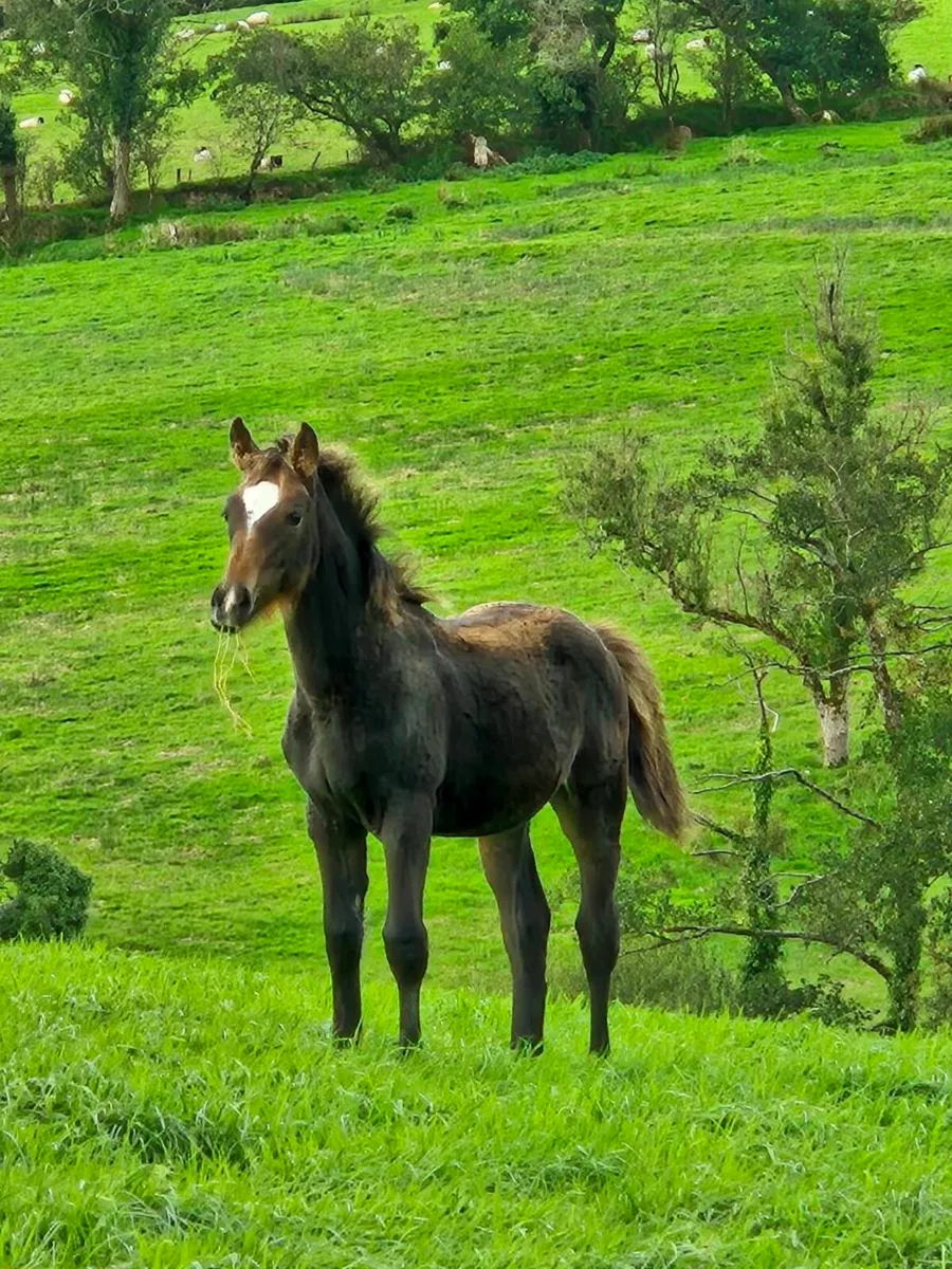 Irish Draught X Irish sport horse - Image 1