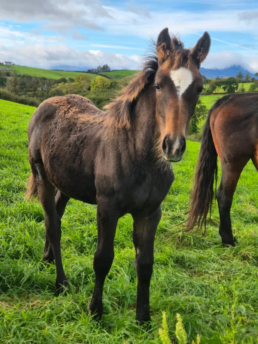 Irish Draught X Irish sport horse - Image 2