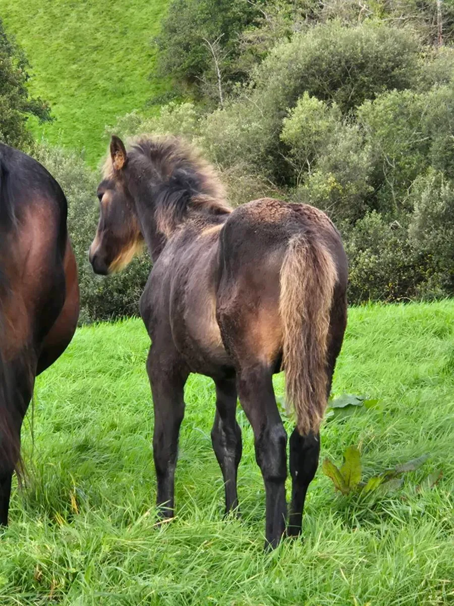 Irish Draught X Irish sport horse - Image 4