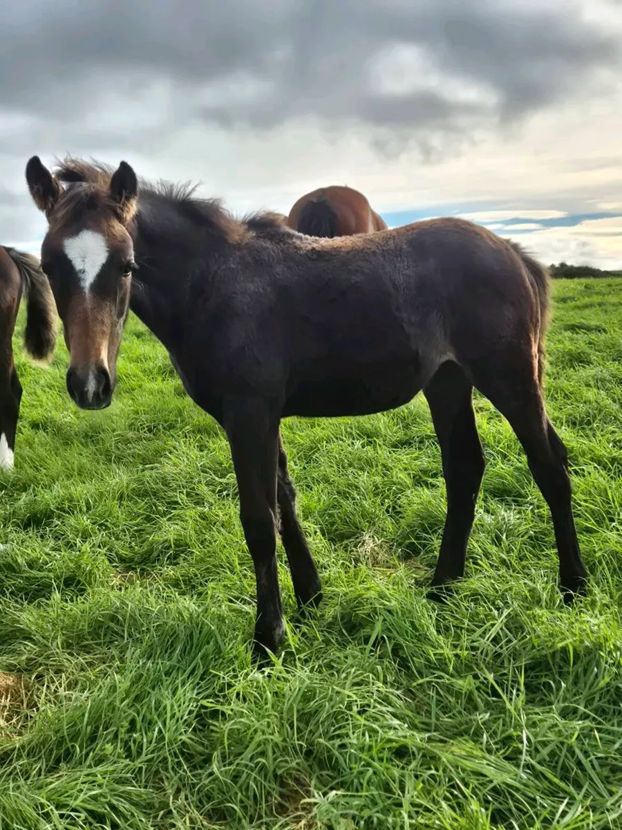 Irish Draught X Irish sport horse - Image 3