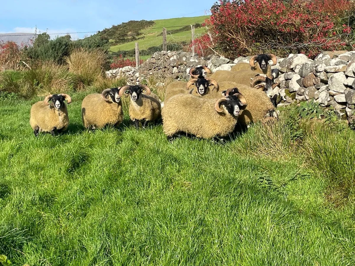 Lanark sis ram lambs - Image 2