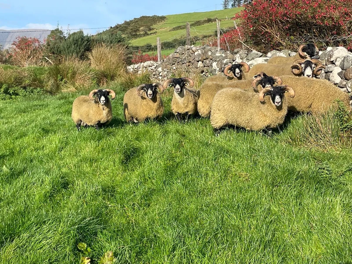 Lanark sis ram lambs - Image 3