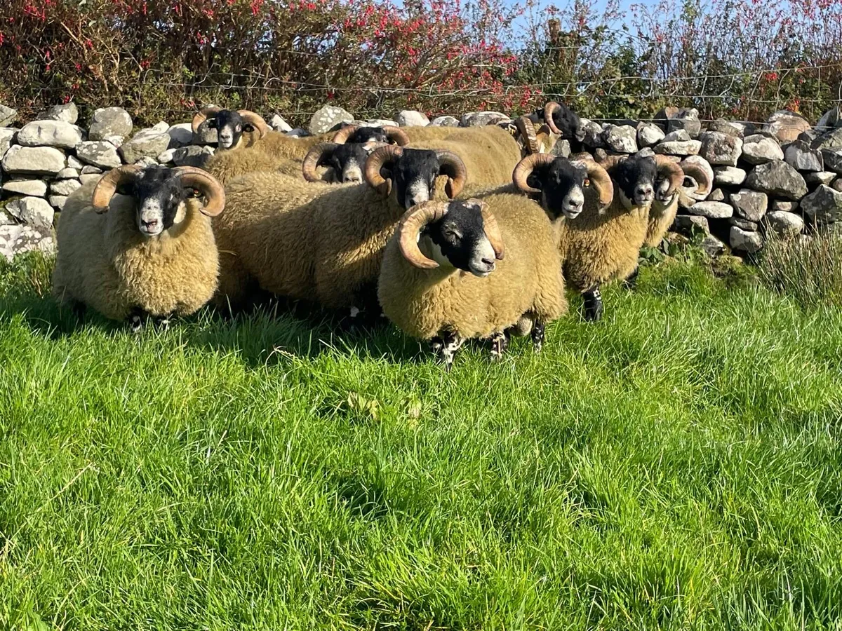 Lanark sis ram lambs - Image 4