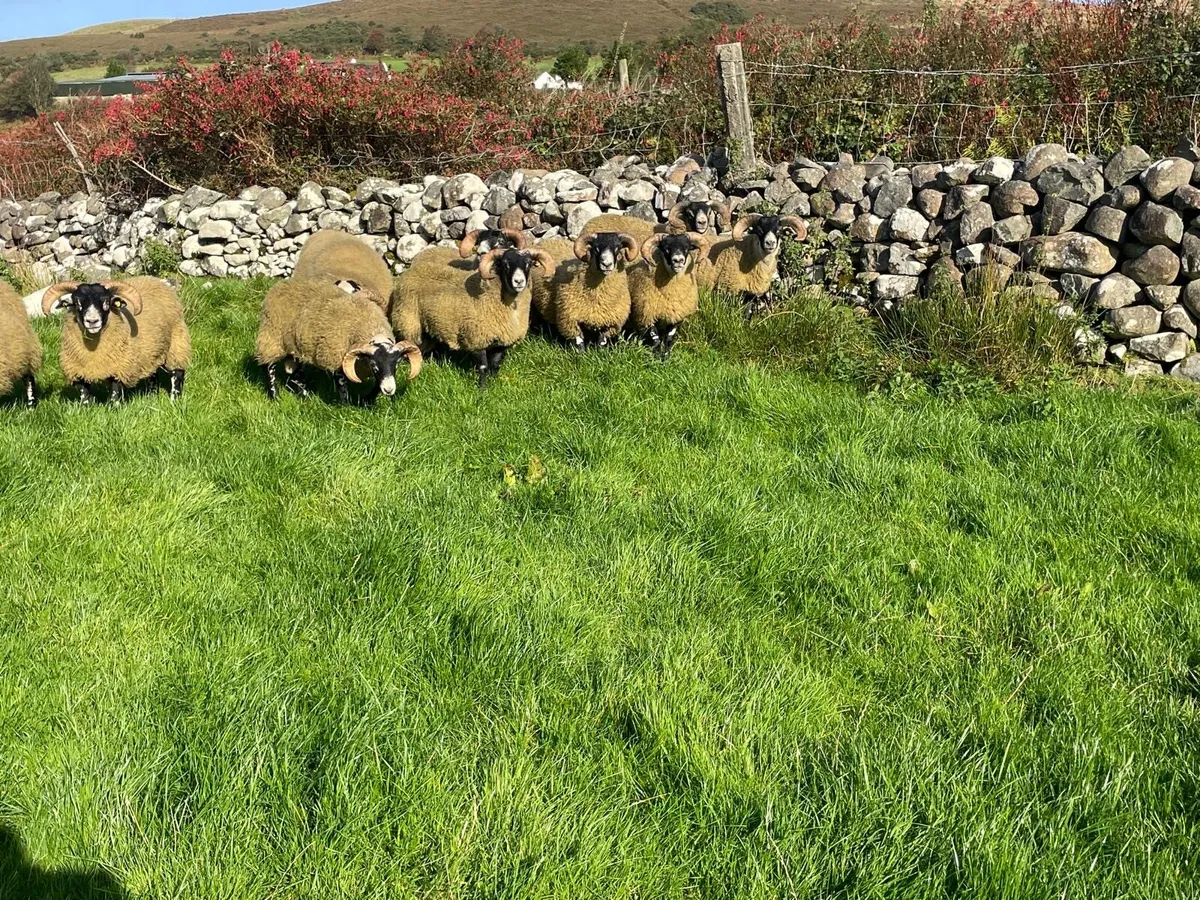 Lanark sis ram lambs - Image 1