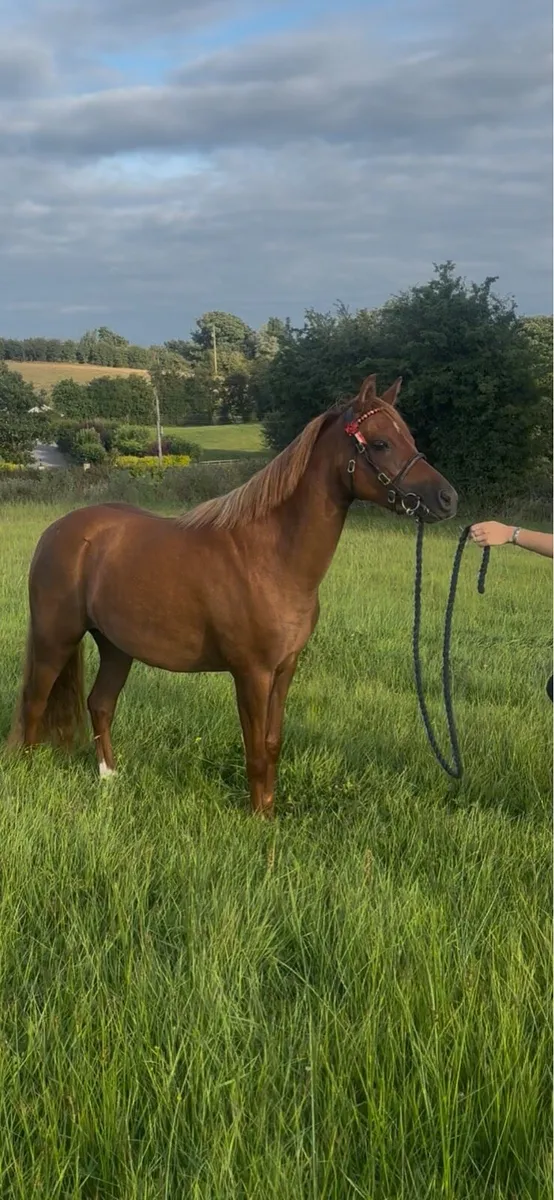 ✨Purebred Welsh Section B Filly ✨ - Image 3