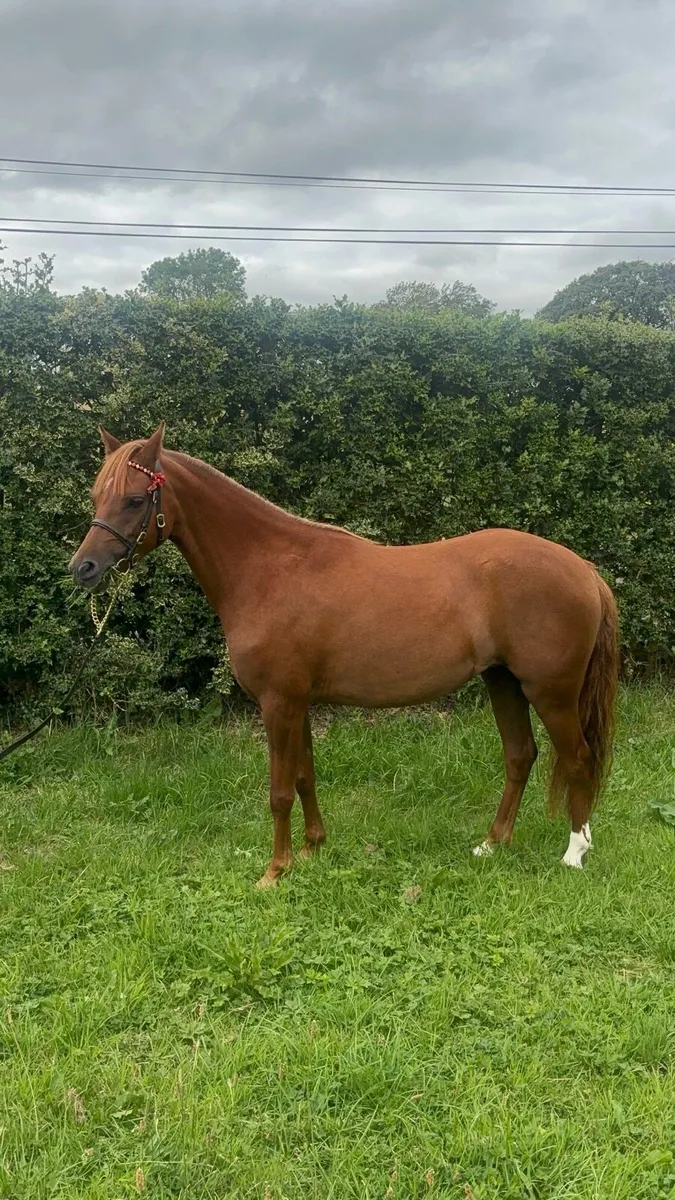 ✨Purebred Welsh Section B Filly ✨ - Image 4