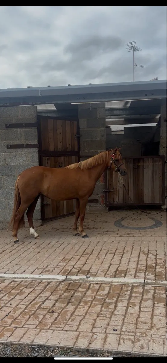 ✨Purebred Welsh Section B Filly ✨ - Image 1