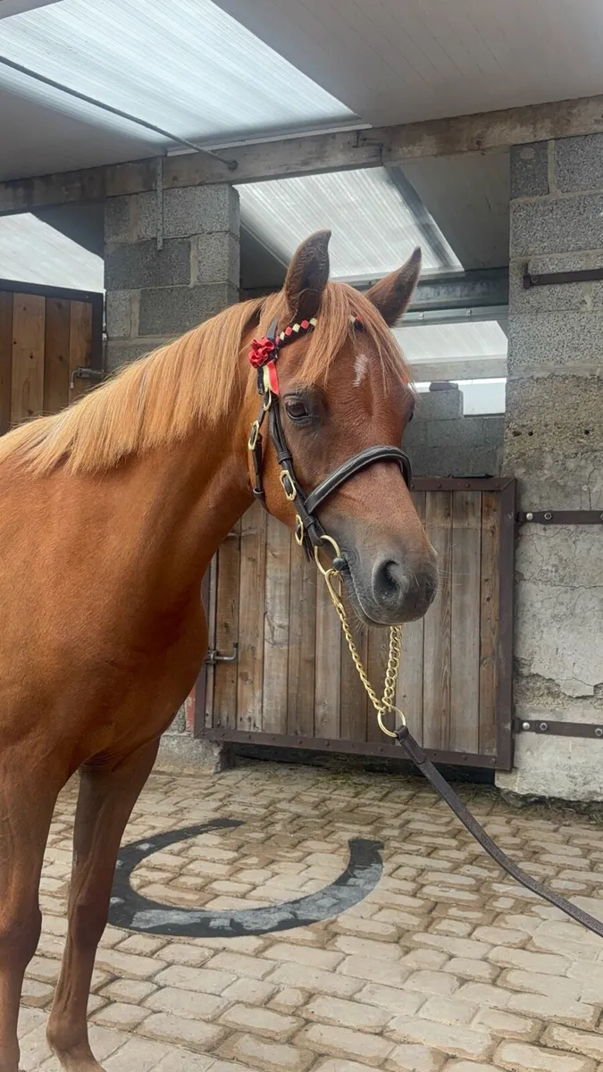 ✨Purebred Welsh Section B Filly ✨ - Image 2