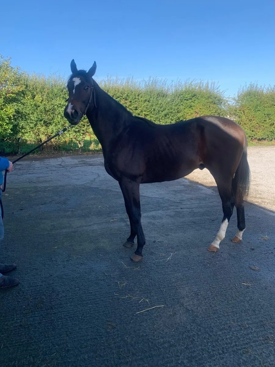 STARMAN Yearling Colt - Image 1