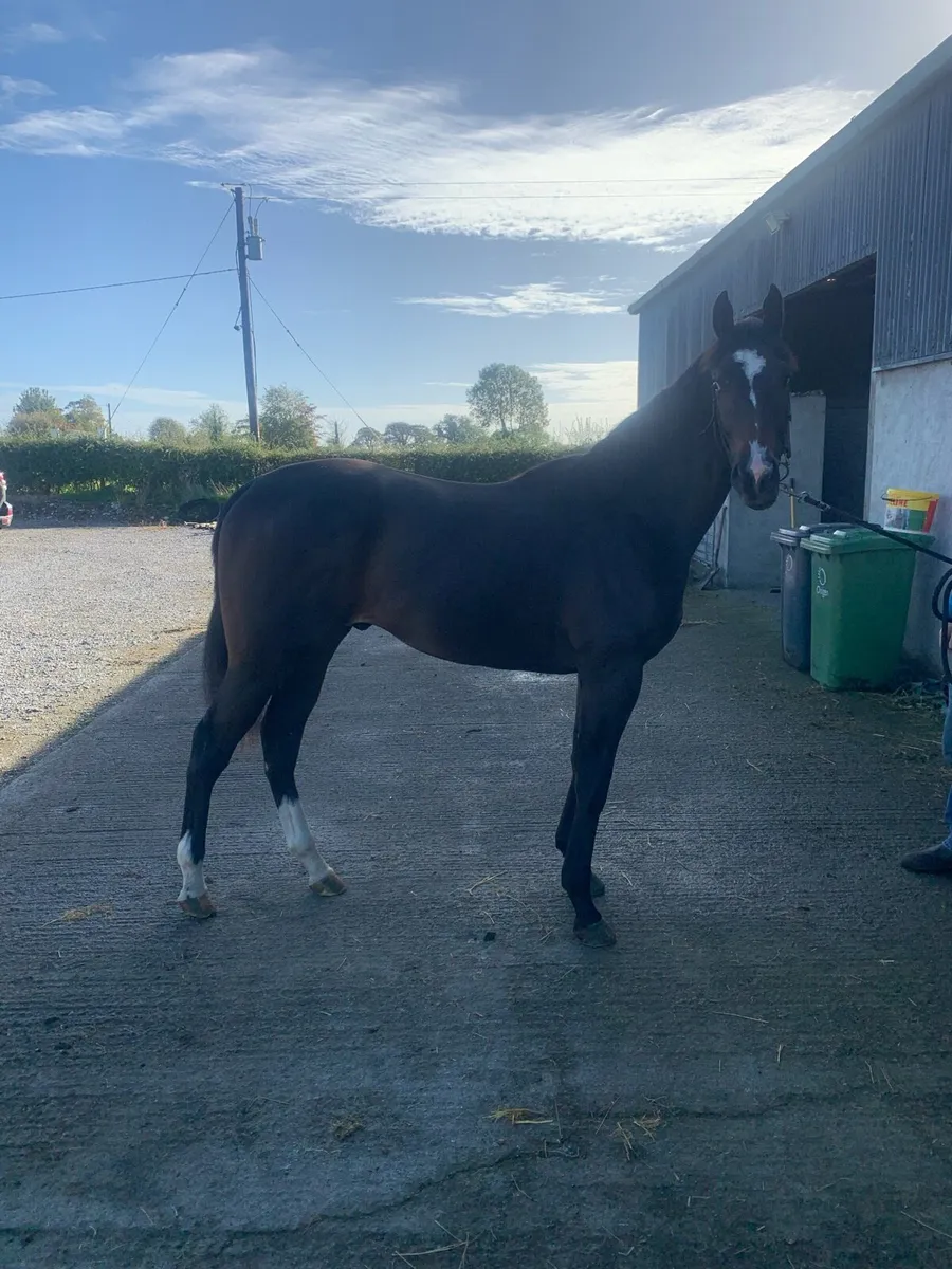 STARMAN Yearling Colt - Image 2