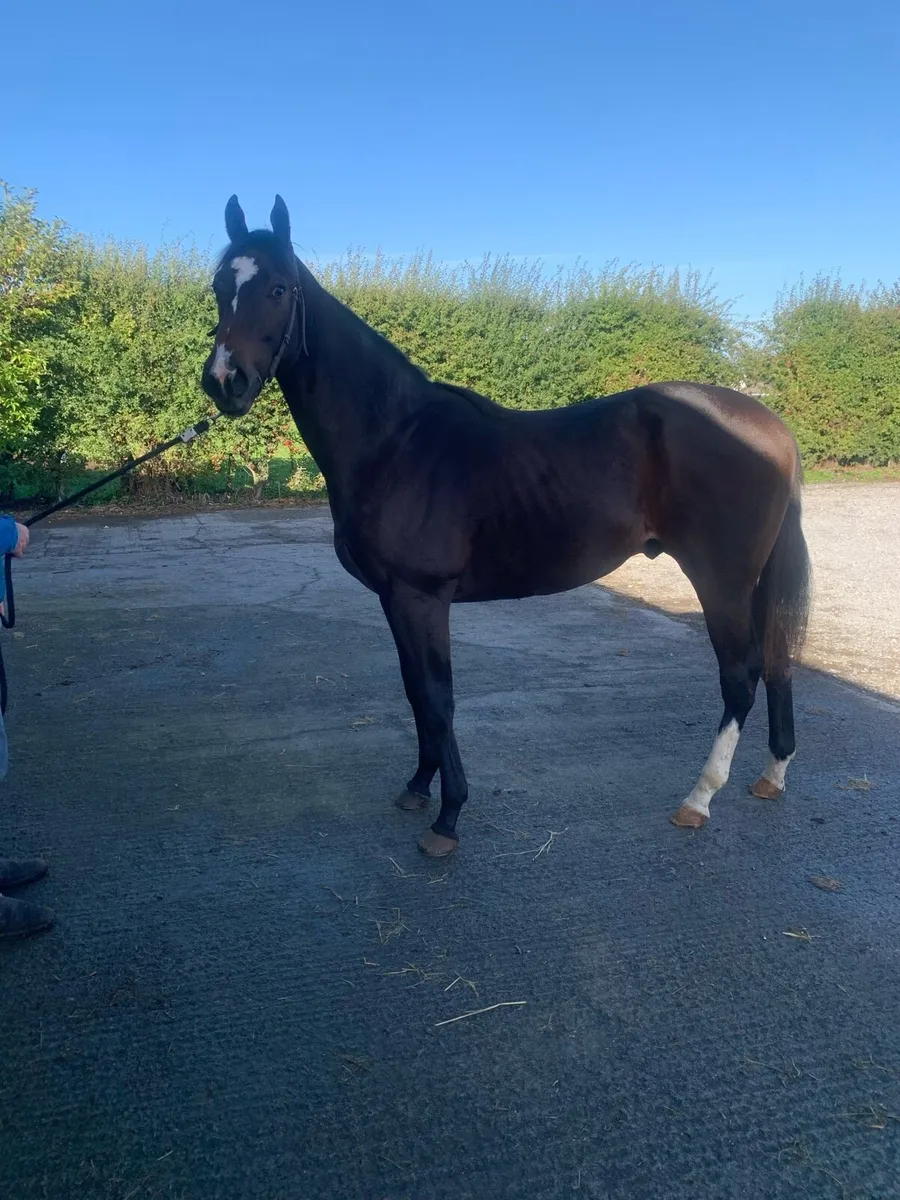 STARMAN Yearling Colt - Image 3