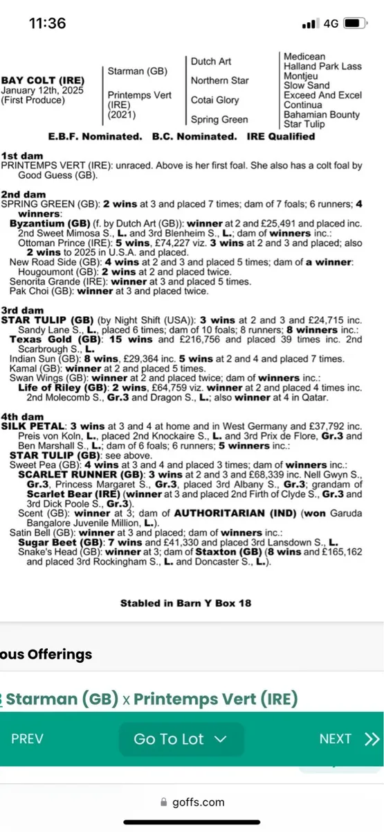 STARMAN Yearling Colt - Image 4