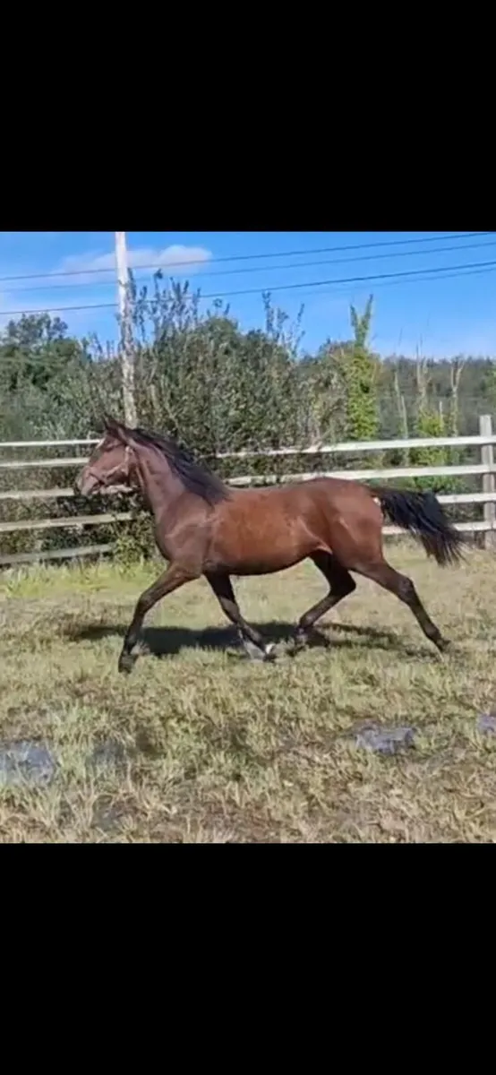 2 Quality Yearlings - Image 2