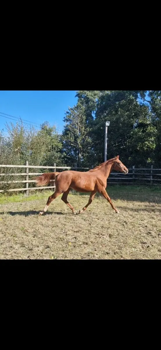 2 Quality Yearlings - Image 1