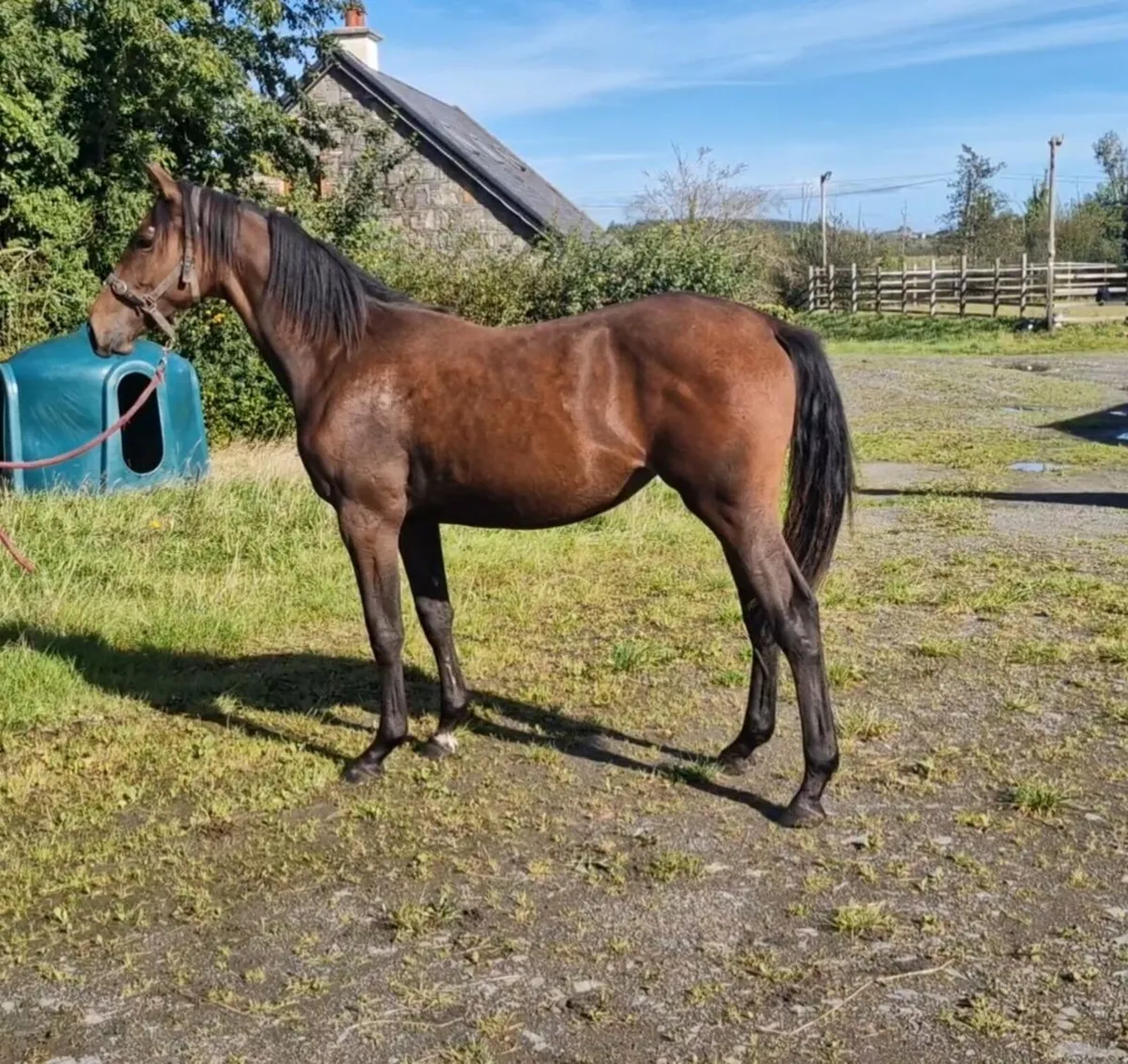 2 Quality Yearlings - Image 3
