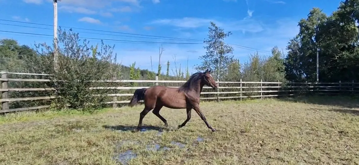 2 Quality Yearlings - Image 4