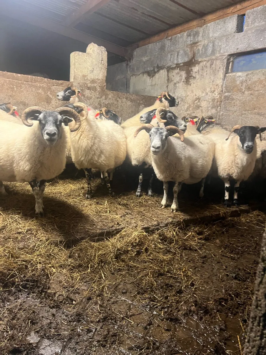 Breeders or feeders - Image 1