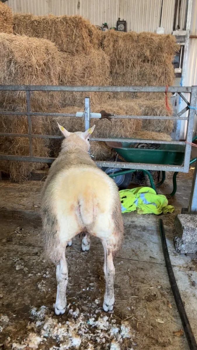 Pedigree texel ewe lambs - Image 2