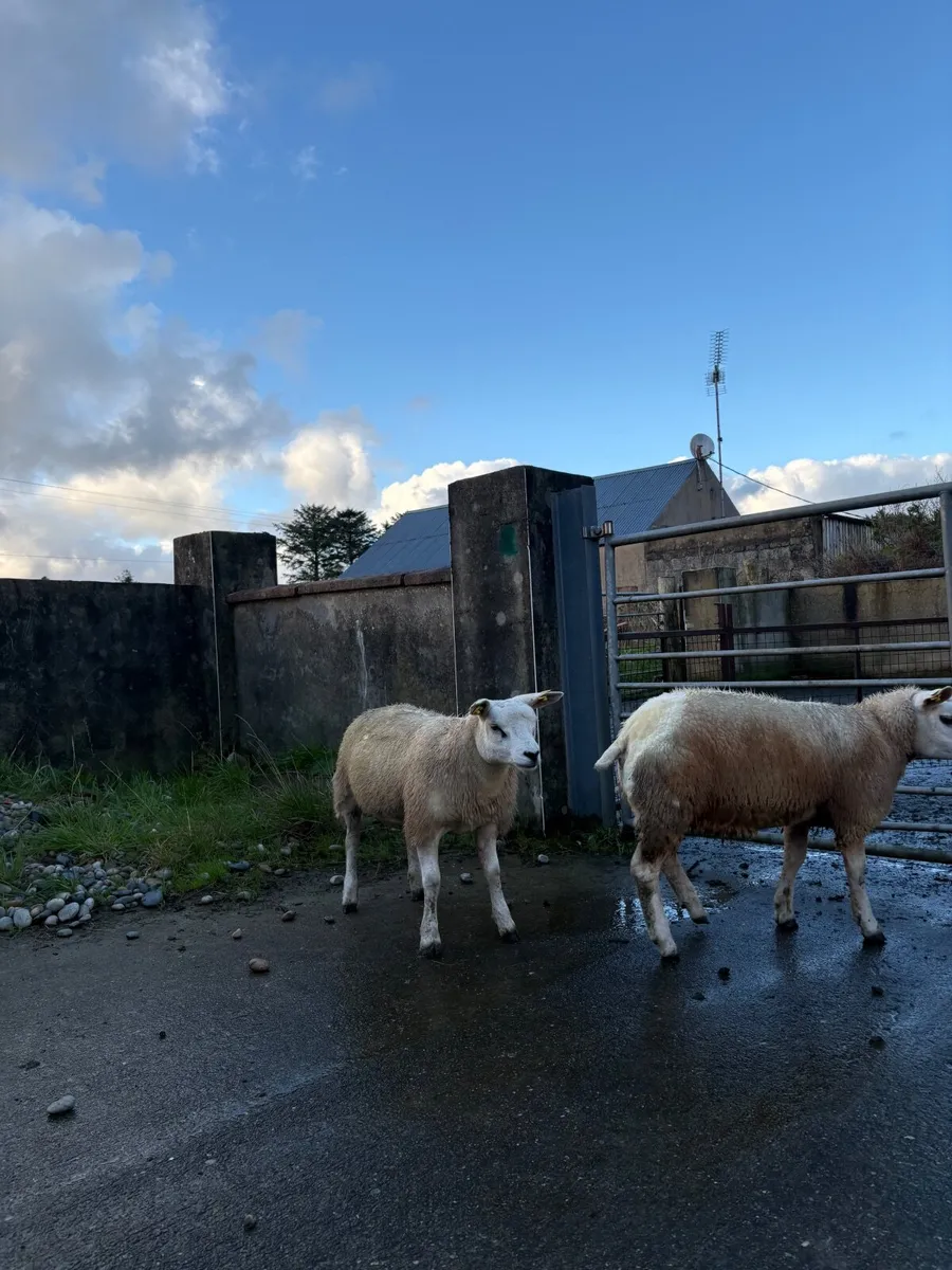 Pedigree texel ewe lambs - Image 3
