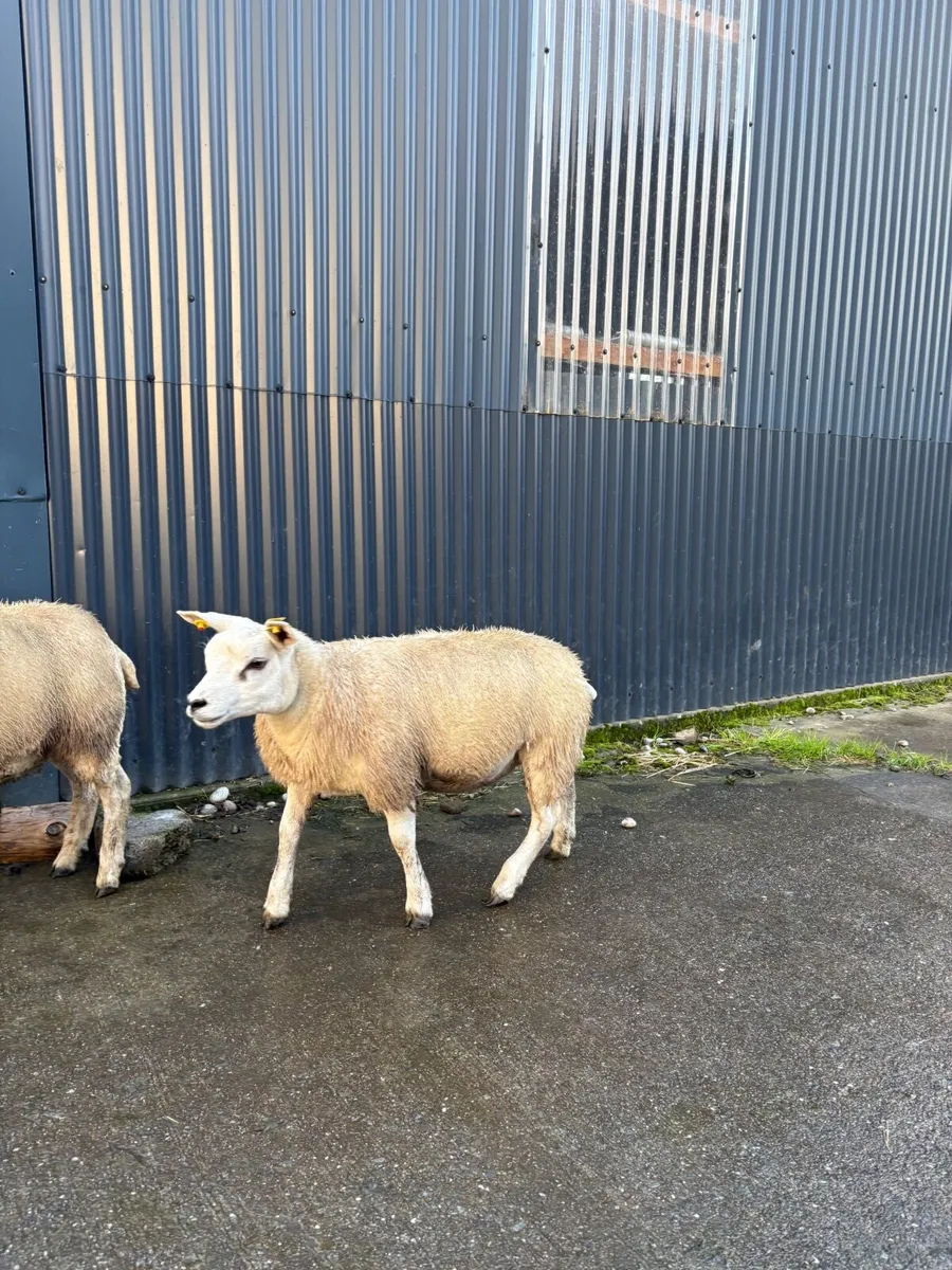 Pedigree texel ewe lambs - Image 1