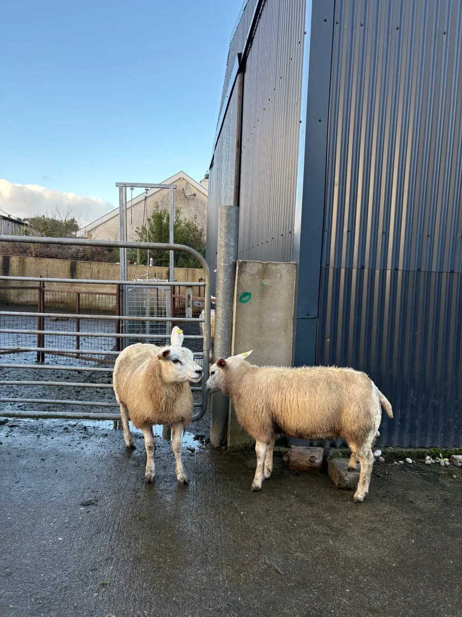 Pedigree texel ewe lambs - Image 4