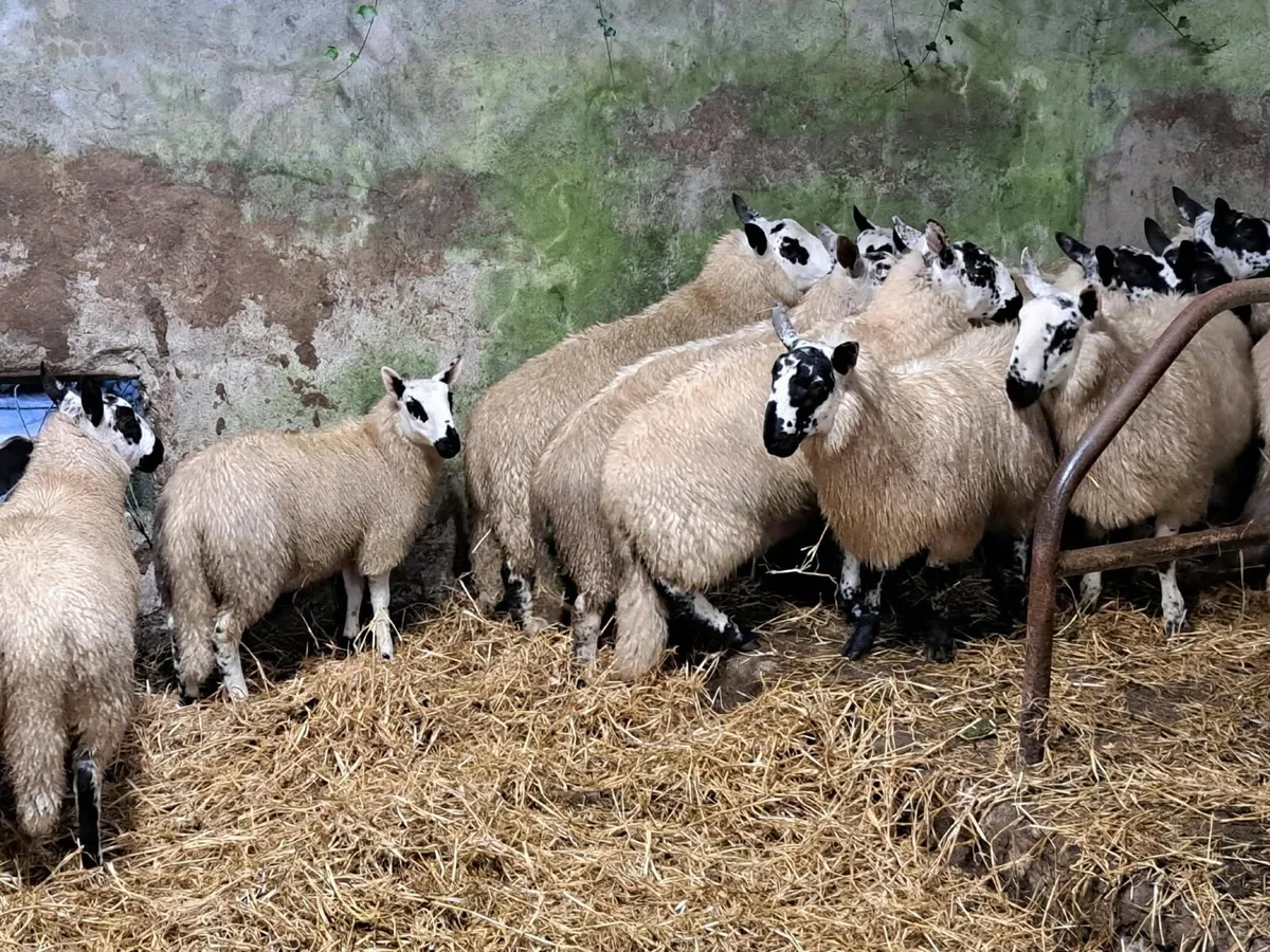 Tip Organic Ram lambs - Image 2