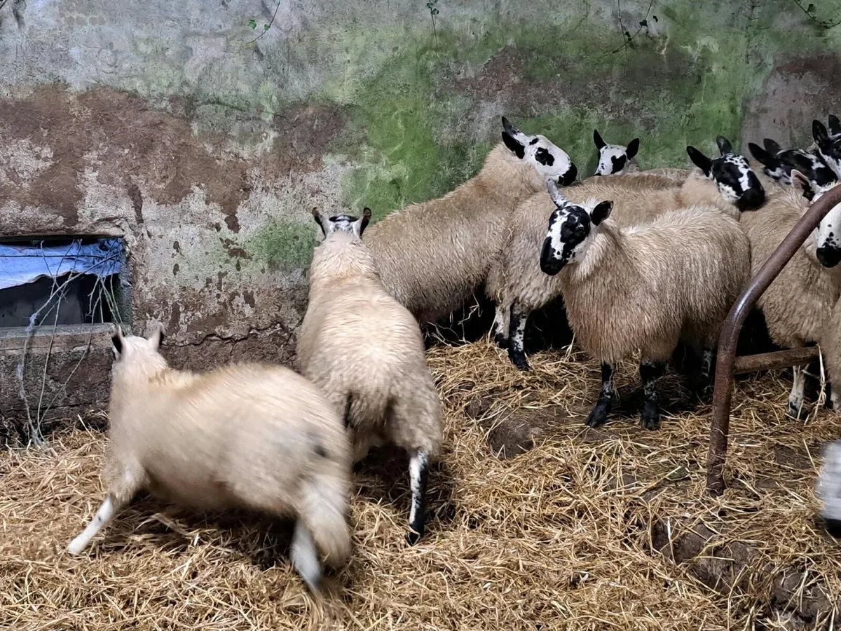 Tip Organic Ram lambs - Image 3