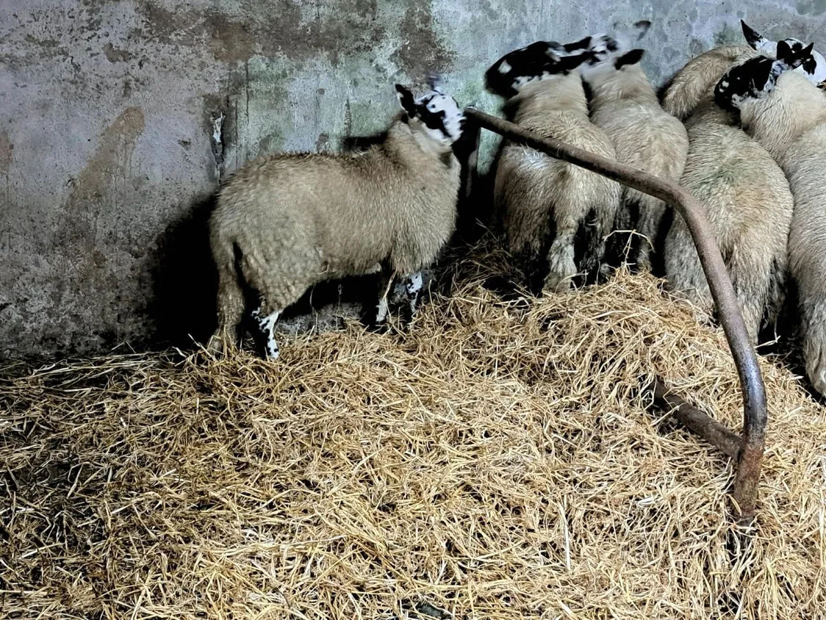 Tip Organic Ram lambs - Image 4
