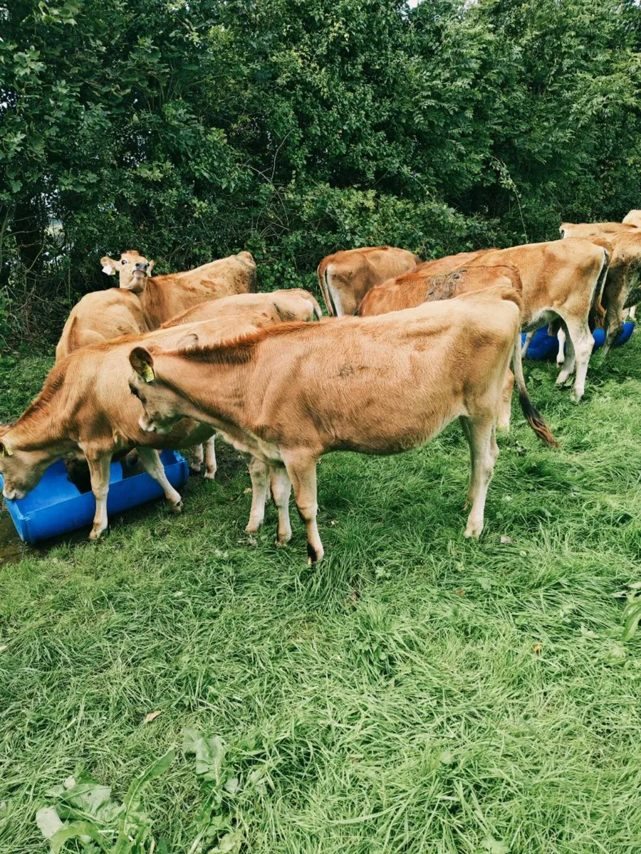 Jersey heifer - Image 1