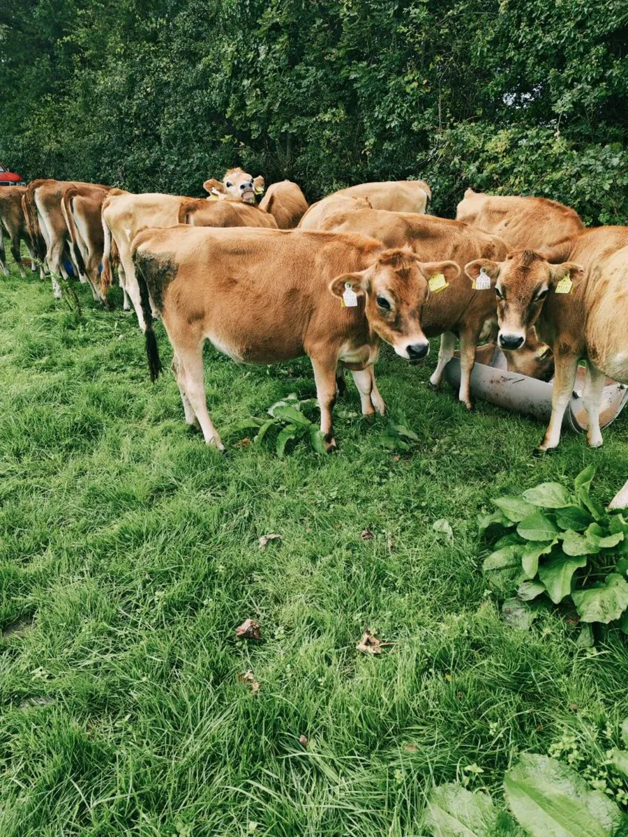 Jersey heifer - Image 2