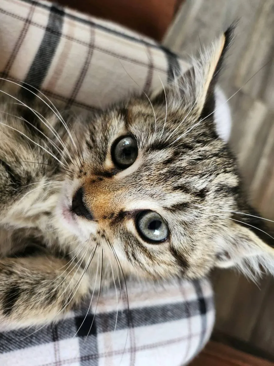 Kittens - Image 1