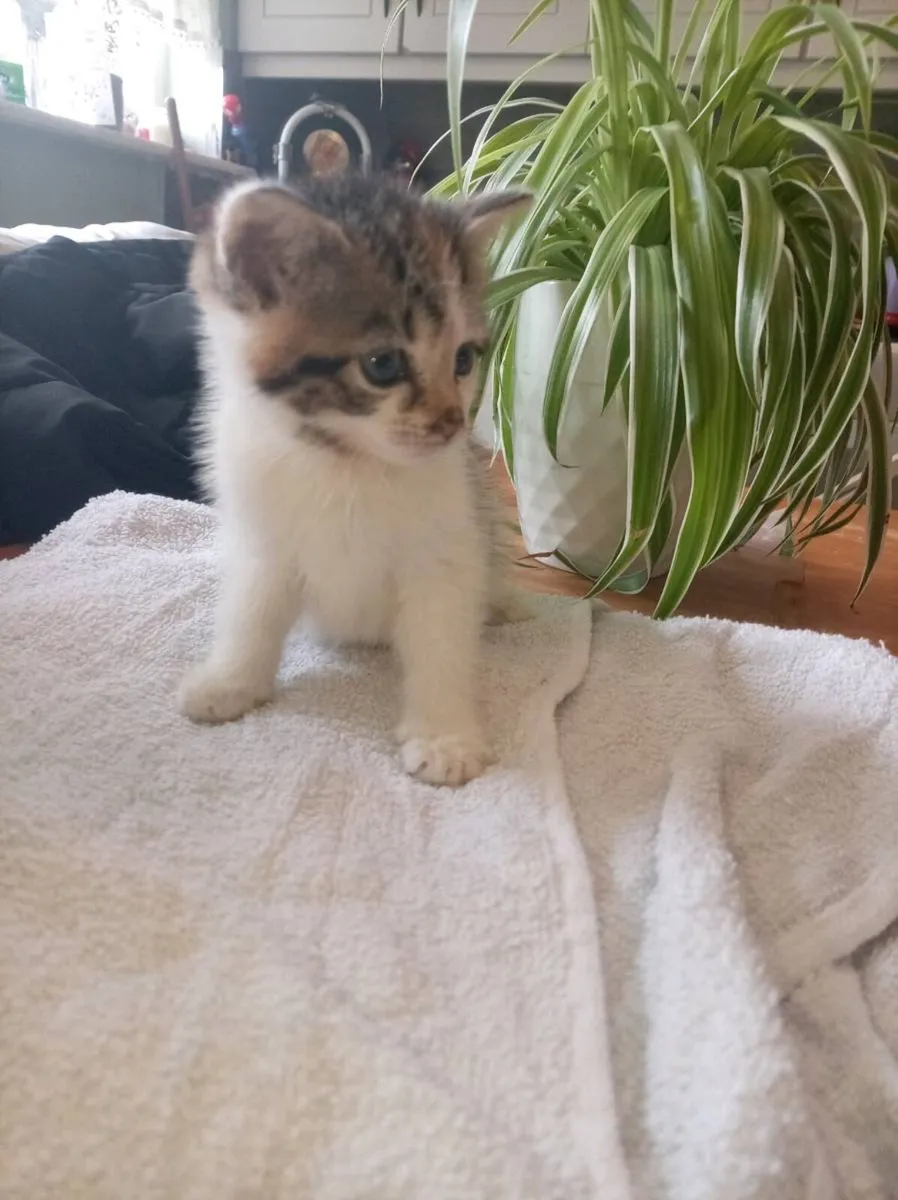 Kittens - Image 1